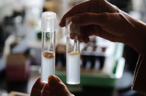 <p>A pair of test tubes holding simple callus (cell culture) systems for studying how gravity controls flavor and nutraceutical compounds in plants. Photo by Peter Morenus</p>
