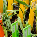 <p>Photos of corn research conducted by Agrivida a business participating in the Technology Incubation Program.   Photo by Peter Morenus</p>