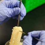 <p>A researcher harvests corn embryos as part of corn research conducted by Agrivida a business participating in the Technology Incubation Program.   Photo by Peter Morenus</p>