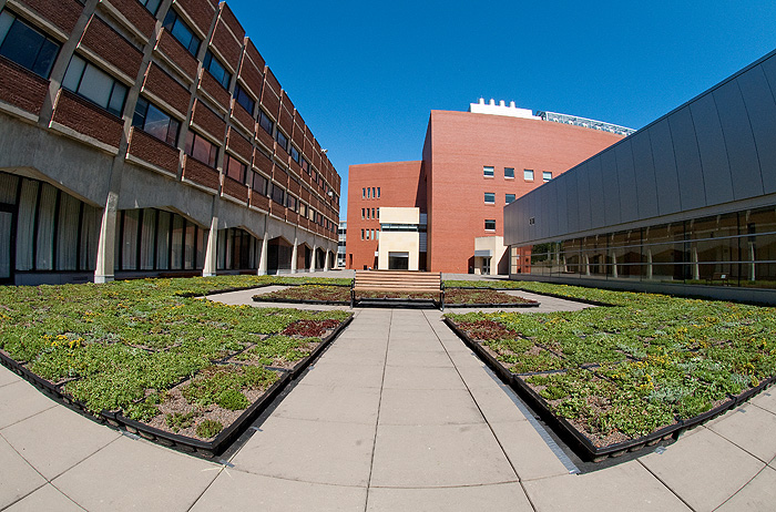 The 'green' roof on Gant Plaza. Photo by Frank Dahlmeyer