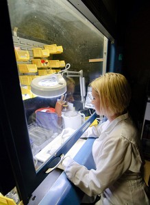 <p>Vanessa Schumacher, a resident in veterinary pathology, prepares tissue samples at the Connecticut Veterinary Diagnostic Laboratory. Photo by Peter Morenus</p>