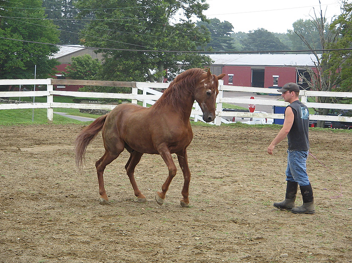 <p>Ringmaster, a Morgan stallion, enjoys some exercise, watched by animal science major Edward Cook. Bred in Storrs 31 years ago, Ringmaster is a former world champion who sired UConn’s first embryo-transfer horse. He now lives in retirement at UConn’s Lorentzon Stables. Photo by Sara Putnam-Orcutt</p>