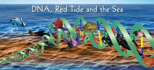 <p>A mural from the exhibit at Mystic Aquarium on DNA and red tides.</p>