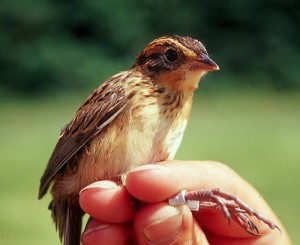<p>A juvenile Saltmarsh Sparrow. Photo by Carina Gjerdrum</p>