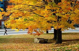 <p>A fall scene on Glenbrook Road, near Student Health Services. Photo by Jessica Tommaselli</p>