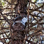 <p>A tilt-sensor mounted on a red spruce tree. Photo by Mark Rudnicki</p>