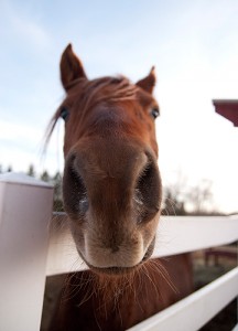 <p>One of UConn's horses on Horsebarn Hill. Photo by Lauren Cunningham</p>