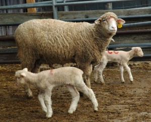 <p>Two week-old lambs frolic around their mother at the sheep barns on Horsebarn Hill. Each year the University's animal science students working at the barns assist with the birth of about 75 lambs. The Dorset/ Shropshire sheep are selected for their dual purpose of quality wool and meat. Photo by Margaret Malmborg</p>