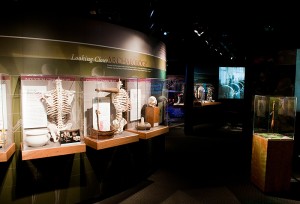 <p>Items on display at the Museum of Natural History tell the story of disease prevention and medicine from modern day Connecticut through pre-contact Connecticut. Photo by Frank Dahlmeyer</p>