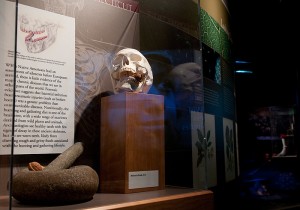 <p>Items illustrating disease prevention in pre-contact Connecticut on display at the Museum of Natural History. Photo by Frank Dahlmeyer</p>