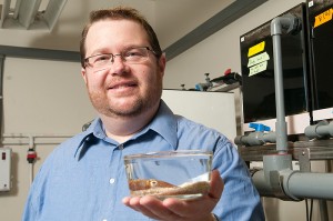 <p>Spencer Nyholm, assistant professor of molecular and cell biology, with a Hawaiian Bobtail Squid. Photo by Jessica Tommaselli</p>