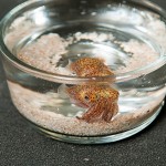 <p>A Hawaiian Bobtail Squid. Photo by Jessica Tommaselli</p>