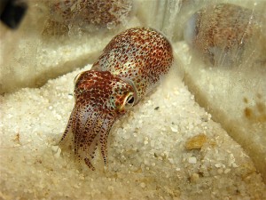<p>Bobtail squid bred by Professor Spencer Nyholm in his saltwater laboratory. The nocturnal squid bury themselves under the sand during the day. Photo by Spencer Nyholm</p>