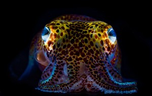 <p>Bobtail squid provide a home within their body cavity for luminescent squid, which helps camouflage them against moonlight. Photo by Mattias Ormestad</p>