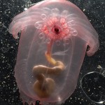 <p>Holothurian. This pink sea cucumber lives in the Celebes Sea and is one of the potential new species discovered by the Census of Marine Zooplankton. Photo by L. Madin, Woods Hole Oceanographic Institute</p>
