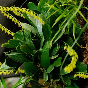 <p>An epiphyte growing in the EEB greenhouse. Photo by Frank Dahlmeyer</p>