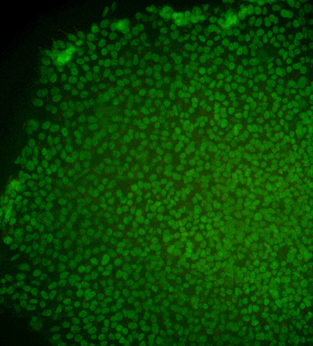 <p>Immunostained image for the CT3 human embryonic stem cell line. Image supplied by Ren-He Xu</p>