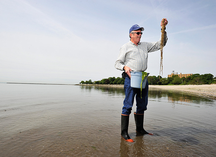 <p>Charles Yarish, professor of Ecology & Evolutionary Biology, collects seaweed along Long Island Sound in Bridgeport. Photo by Peter Morenus</p>