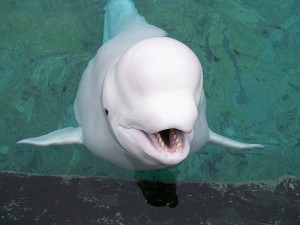 <p>Inuk, a 28-year-old beluga whale at Mystic Aquarium, was suffering from kidney failure. Photo provided by Sea Research Foundation</p>