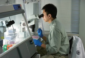 <p>Dr. Ge Lin working in the Stem Cell Core Laboratory. Photo by Lanny Nagler</p>