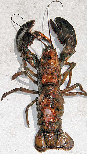 <p>Lobster showing characteristics of shell disease. Photo courtesy of Rhode Island Sea Grant</p>