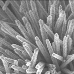 <p>Small fibers or rods of titanium oxide emanating from the manganese oxide-based template. Photo provided by College of Liberal Arts and Sciences</p>