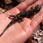 Spotted salamander._t
