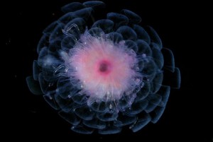 <p>Athorybia (siphonophore-colonial jelly). Photo by L. Madin, Woods Hole Oceanographic Inst.</p>