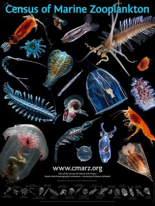 <p>Census of Marine Zooplankton poster. Photos by R. Hopcroft and C. Clarke-Hopcroft, University of Alaska, Fairbanks; and L. Madin, Woods Hole Oceanaographic Institute  </p>