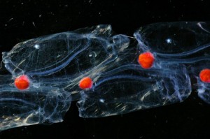 <p>This chain of salps have brilliant red guts from eating red plankton. Photo by L. Madin, Woods Hole Oceanographic Inst.</p>