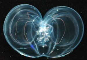 <p>Irridescent combs beat in a cascade of action, allowing the comb jelly to swim. Photo by L. Madin, Woods Hole Oceanographic Inst.</p>