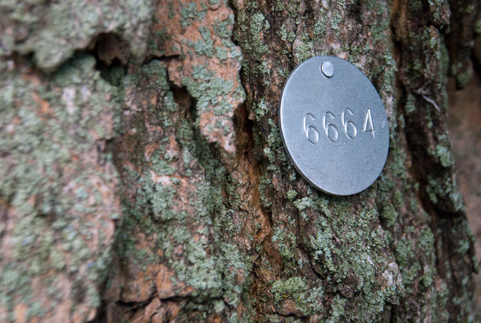 <p>An environmental tag on one of the many trees around campus. Photo by Sean Flynn</p>