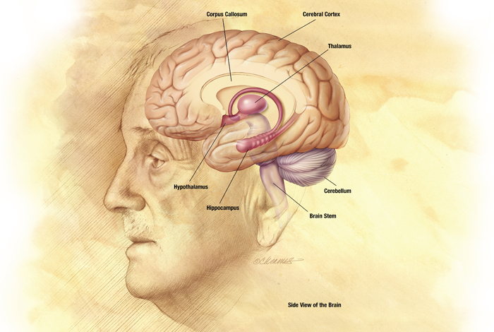 <p>Medical Illustration provided by National Institute on Aging, National Institutes of Health   Images</p>