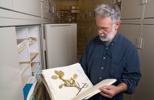 <p>Leslie Mehrhoff, research associate in ecology and evolutionary biology, examines invasive plant specimens in the collections facility. Photo by Frank Dahlmeyer</p>