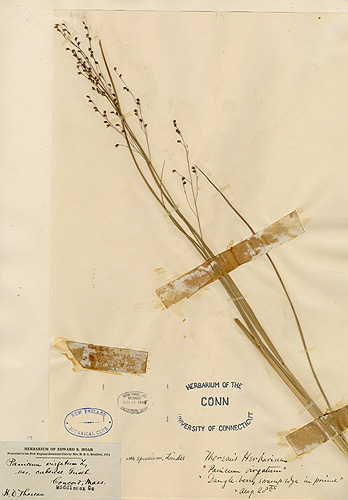 <p>This is a specimen of Panicum virgatum, switchgrass, which Henry David Thoreau collected in Concord. It is a common grass that is widespread throughout North America, occurring in both prairies and open woods. Digital images courtesy of the George Safford Torrey Herbarium </p>