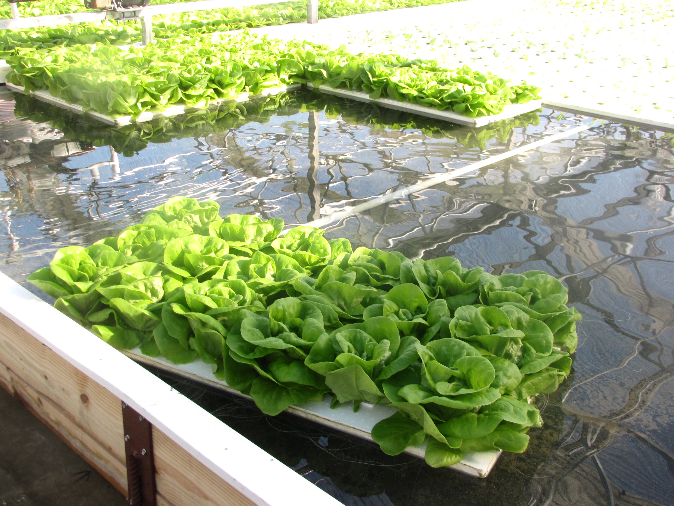 Hydroponic lettuce growing at Maple Lane Farm. (Sheila Foran/UConn ...