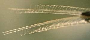 <p>Tongue fully immersed in nectar, the fringes (lamellae) and open  grooves lay flat inside the liquid. On the right the bill tip is visible.This is a close up of an Anna's Hummingbird (Calypte anna), from California. Photo by Alejandro Rico-Guevara.</p>