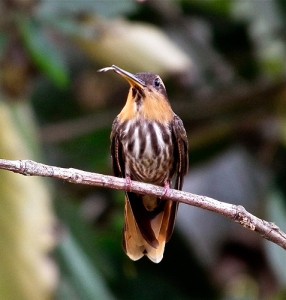 <p>A male Saw-billed Hermit (Ramphodon naevius), a hummingbird from southeastern Brazil, extends his bifurcated tongue in the air. Split tongues of hummingbirds are usually only seen forked inside nectar. Photo by Alejandro Rico-Guevara.</p>