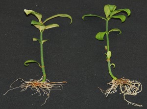 A diploid, invasive burning bush seedling, left, and right, a triploid, non-invasive burning bush seedling created by Yi Li and his research team.