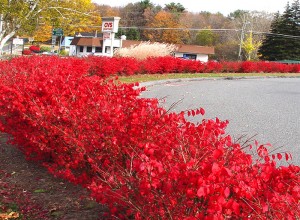 Winged euonymus (burning bush), introduced to the US in the 1860s, is highly popular with landscapers due to its brilliant leaves in the fall.
