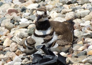 Killdeer with two of her chicks. The other two are nestled beneath her. (Tina Encarnacion/UConn Health Center Photo)