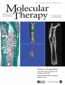 Researchers from the New England Musculoskeletal Institute have come up with a way to speed up and enhance bone repair, and their work is featured on the cover of the May 2011 journal Molecular Therapy. (M. Quillen/Molecular Therapy)