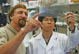 Bruce Mayer, Ph.D., left, and Kazuya Machida, Ph.D., have developed a rapid and highly sensitive method for profiling one of the most important processes by which cells transmit signals from outside to inside the cell, on August 13, 2007. (James Bliss for UConn Health Center)