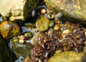 Snails, seaweed, and algae are a few examples of sea life found hidden in the rocky tidal zones during low tide at Avery Point.