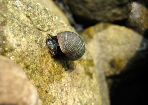 Some things move at a snail's pace down by the shore.