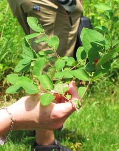 Honeysuckle was one of the invasive plants identified on the walk around the research farm.
