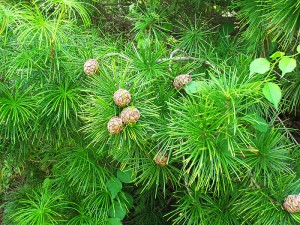 This Japanese Umbrella Pine in the Waxman Conifer Collection is sharing space with invasive bittersweet ... but not for long.