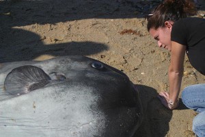 Andrea Bogomolni, necropsy coordinator at the Wood's Hole Oceanographic Institution, takes a close-up look at a giant sunfish.