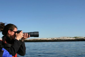 The focus is on seals off the Isle of Shoals, located off the coast of Maine and New Hampshire._lg