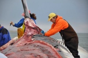 Bogomolni (behind the fin) and a colleague conduct a necropsy on a fin back whale.